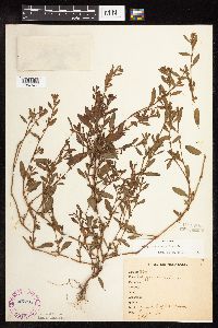 Polygonum aviculare image