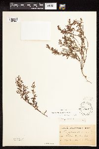 Polygonum aviculare image