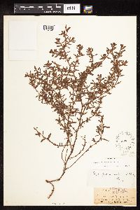 Polygonum aviculare image