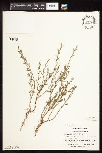 Polygonum aviculare image