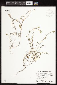 Polygonum aviculare image