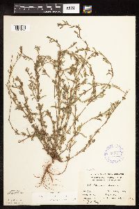 Polygonum aviculare image