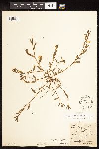 Polygonum aviculare image