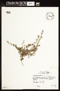 Polygonum aviculare image