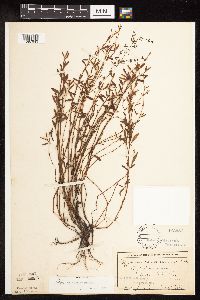 Polygonum aviculare image