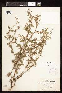 Polygonum aviculare image