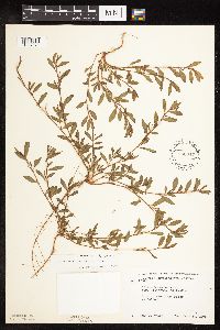Polygonum aviculare image
