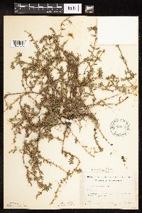 Polygonum aviculare image