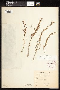 Polygonum aviculare image