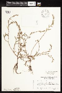 Polygonum aviculare image