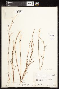 Polygonum douglasii image