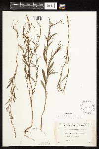 Polygonum douglasii image