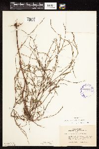 Polygonum douglasii image