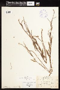 Polygonum douglasii image