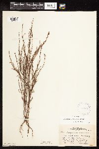 Polygonum douglasii image