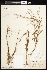 Polygonum douglasii image