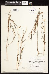 Polygonum douglasii image