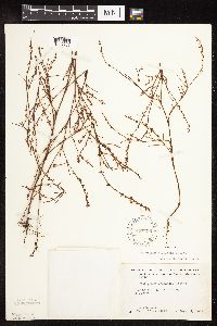 Polygonum douglasii image