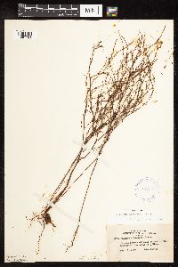 Polygonum douglasii image