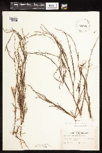 Polygonum douglasii image