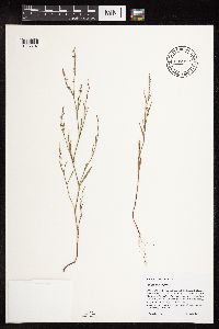 Polygonum douglasii image