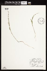 Polygonum douglasii image