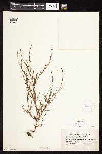 Polygonum douglasii image