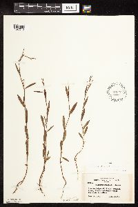 Polygonum douglasii image