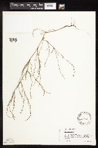 Polygonum douglasii image