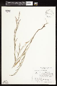 Polygonum douglasii image