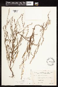 Polygonum douglasii image