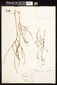 Polygonum douglasii image