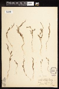 Polygonum douglasii image