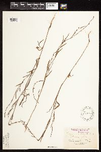 Polygonum douglasii image