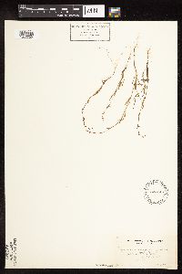 Polygonum douglasii image