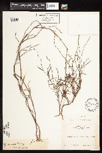 Polygonum douglasii image