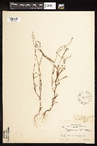 Polygonum douglasii image