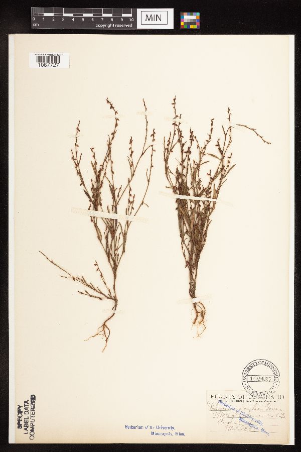 Polygonum douglasii image