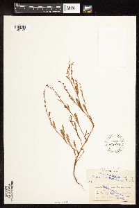 Polygonum douglasii image