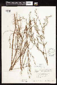 Polygonum ramosissimum image