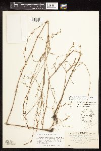 Polygonum ramosissimum image