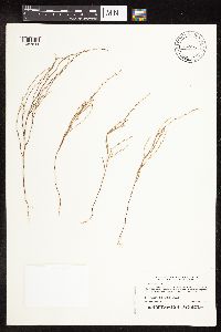 Polygonum tenue image