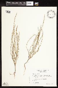 Polygonum tenue image