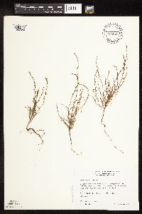 Polygonum tenue image