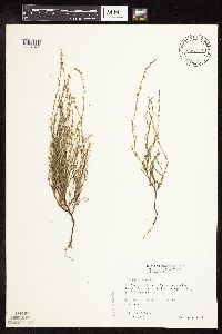 Polygonum tenue image