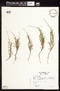 Polygonum tenue image