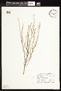 Polygonum tenue image