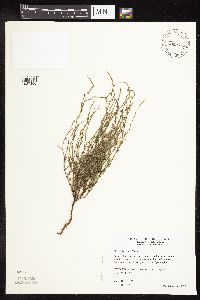 Polygonum tenue image