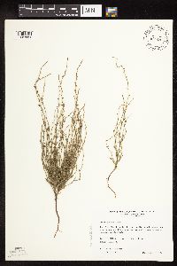 Polygonum tenue image