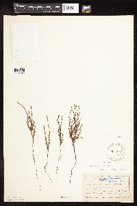 Polygonum tenue image